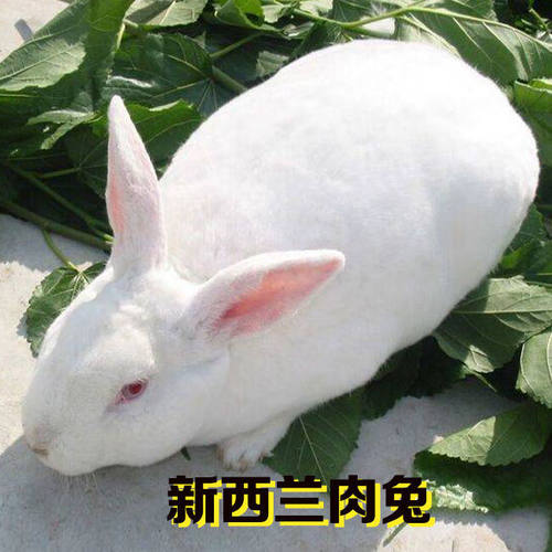 大型肉兔可涨15斤养殖场直发健康包活包邮