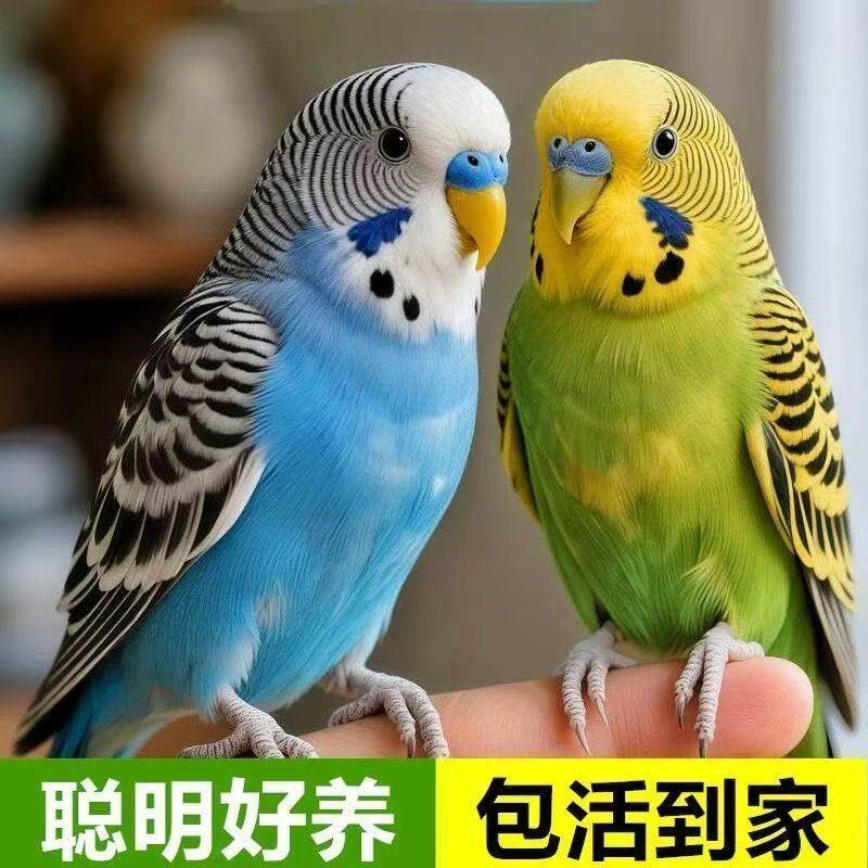 鹦鹉活鸟活物家养宠物小鸟云斑鹦鹉中小型会说话手养虎皮鹦鹉包活