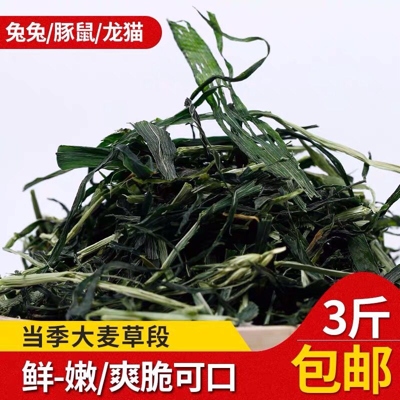 2021新大麦草段干草牧草200g荷兰猪草天竺鼠兔子龙猫豚鼠饲料