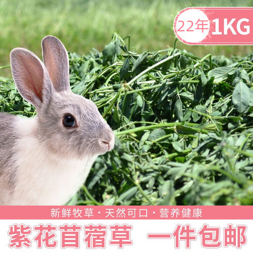 2020年头茬新草兔子爱吃