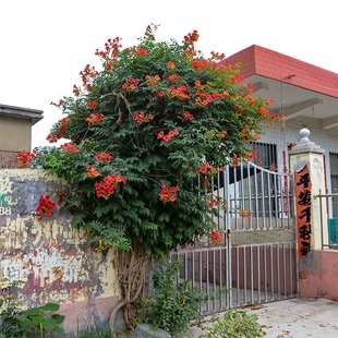 美国爬藤凌霄花苗盆栽中华炮仗花树苗木庭院花园房顶植物阳台花卉