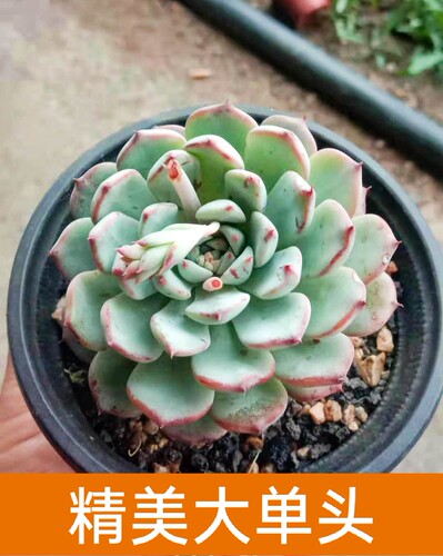 多肉植物室内素材模板 多肉植物室内图片下载 小麦优选