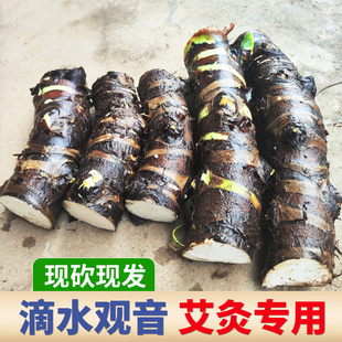 滴水观音艾灸专用 狼毒根艾灸药用粗壮老虎芋尖尾芋海芋 野生老桩
