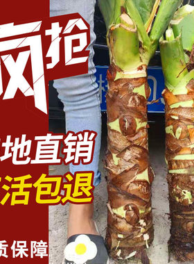 滴水观音大叶庭院吸甲醛大型绿植