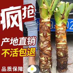 滴水观音盆栽大叶霸王芋室内盆景老桩庭院大型绿植植物水培吸甲醛