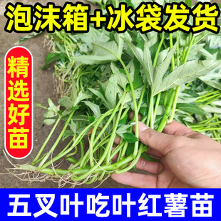 专吃叶子的红薯苗 食用红薯叶苗 食叶型红薯苗种秧番薯地瓜藤种植
