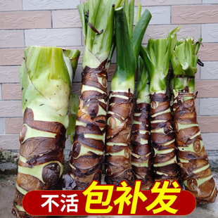 室内绿植花卉水土培 阳台客厅盆景 大叶滴水观音盆栽 霸王芋老桩