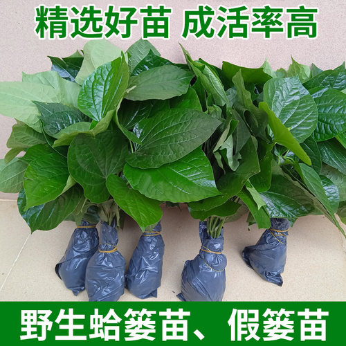 现挖蛤蒌苗假蒌叶苗包存活