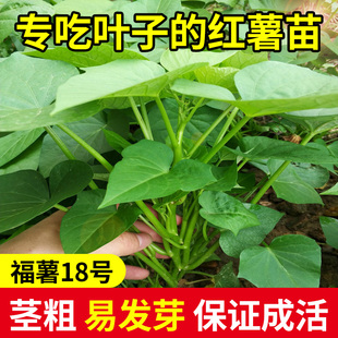 红薯叶苗专吃叶的种苗食叶型番薯叶苗秧地瓜苗苕尖种子植蔬菜盆栽