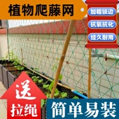 种植爬藤网植物攀爬网家用蔬菜瓜果网种黄瓜百香果园艺锁边加粗