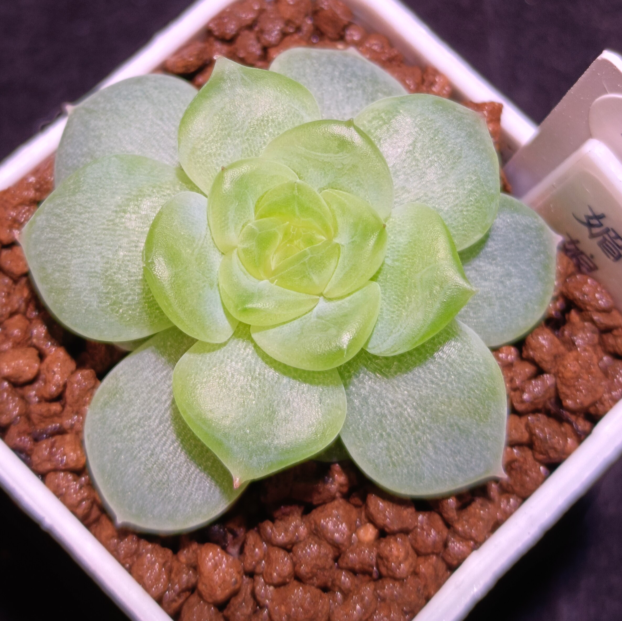 【直播】 媚娘，4cm盆/4多肉植物
