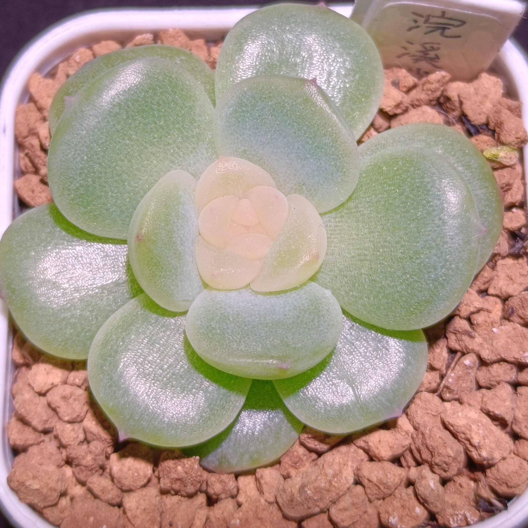 【直播】 浣溪沙  ，4cm盆/9