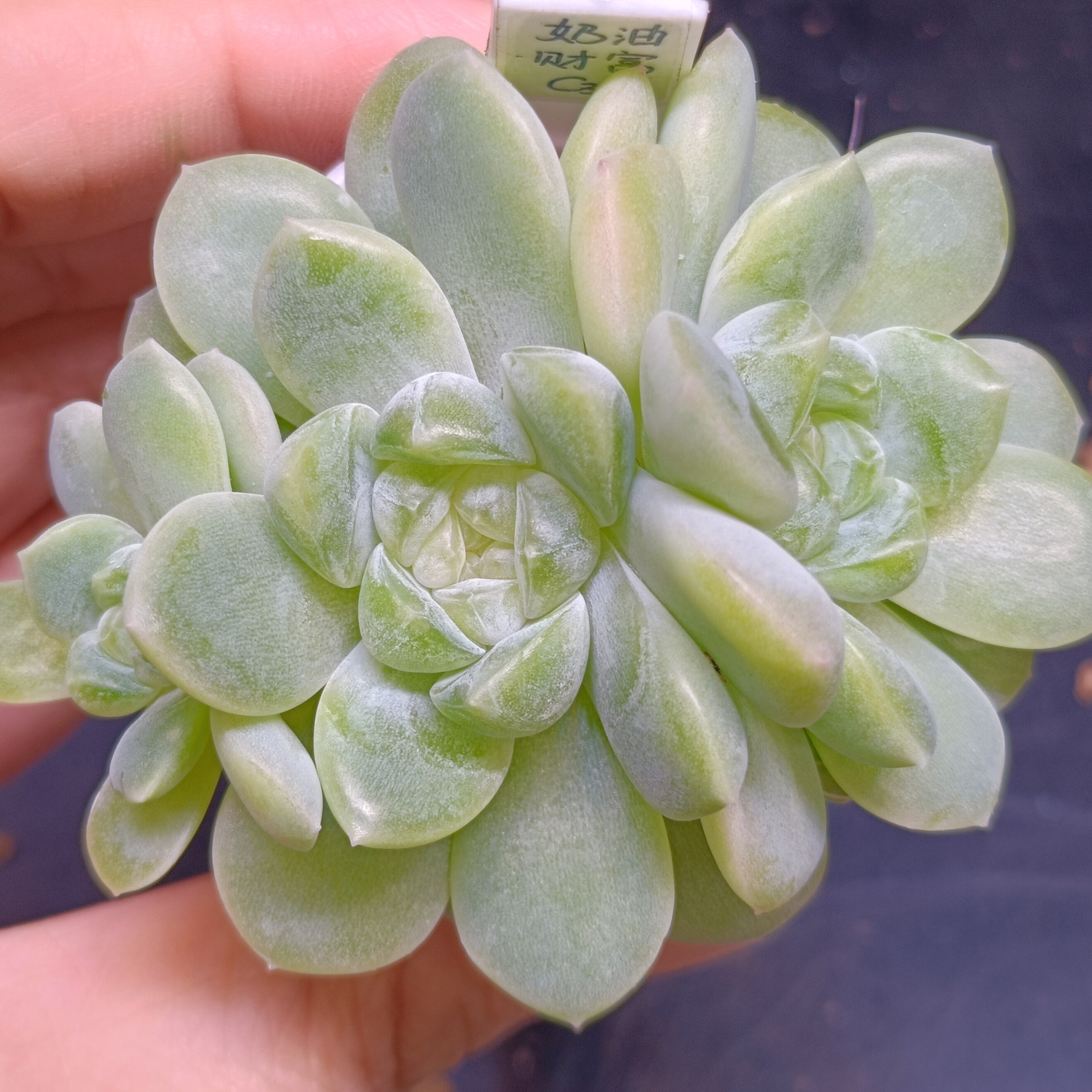 【直播】  奶油财富C33，三多肉植物