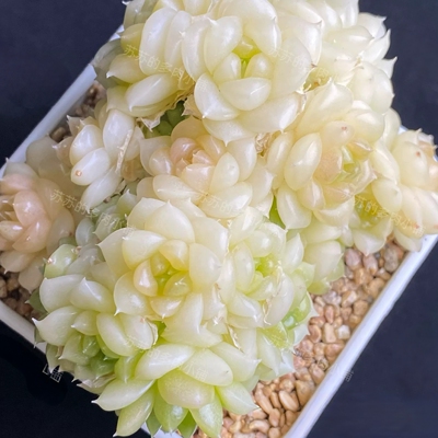 多肉白汉玉麦秆一物一拍叶插苗品种来源苏苏的多肉小铺保证对版