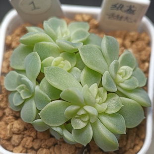 多肉纸鸢甜心一物一拍叶插苗李铁锤家品种来源