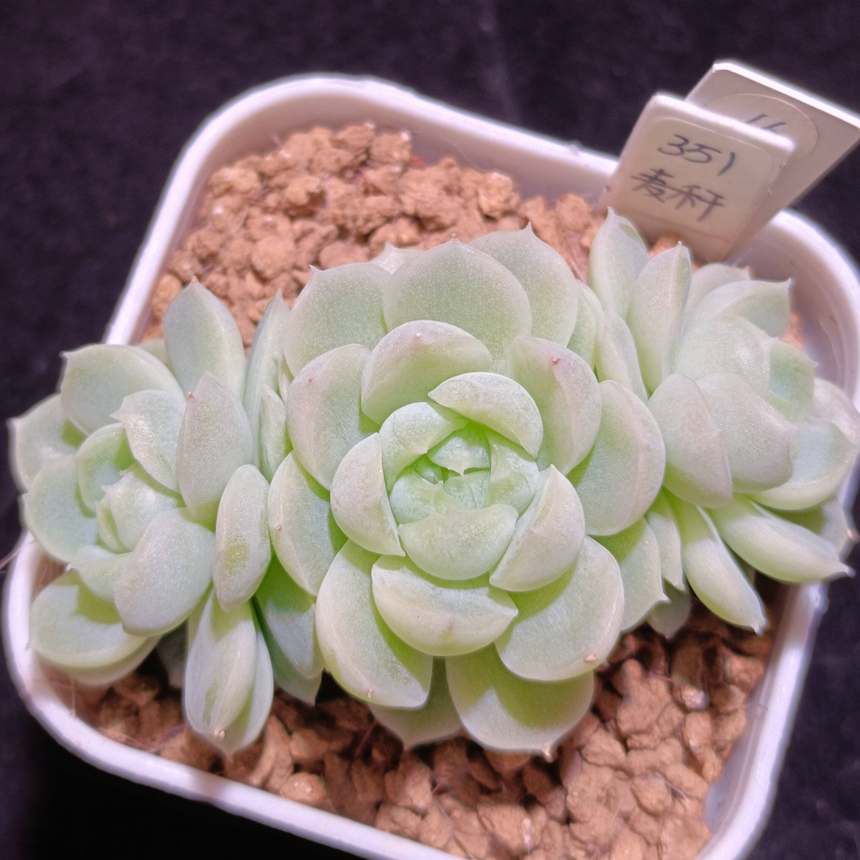 【直播5】351麦秆，3头群 多肉植物
