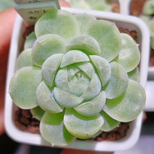 【直播】351麦秆   ，4cm盆/13