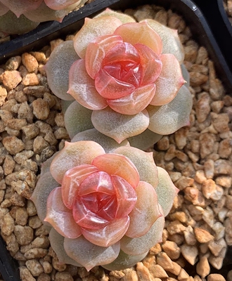 多肉宫花一物一拍叶插苗品种苗秘境家种源保证品种