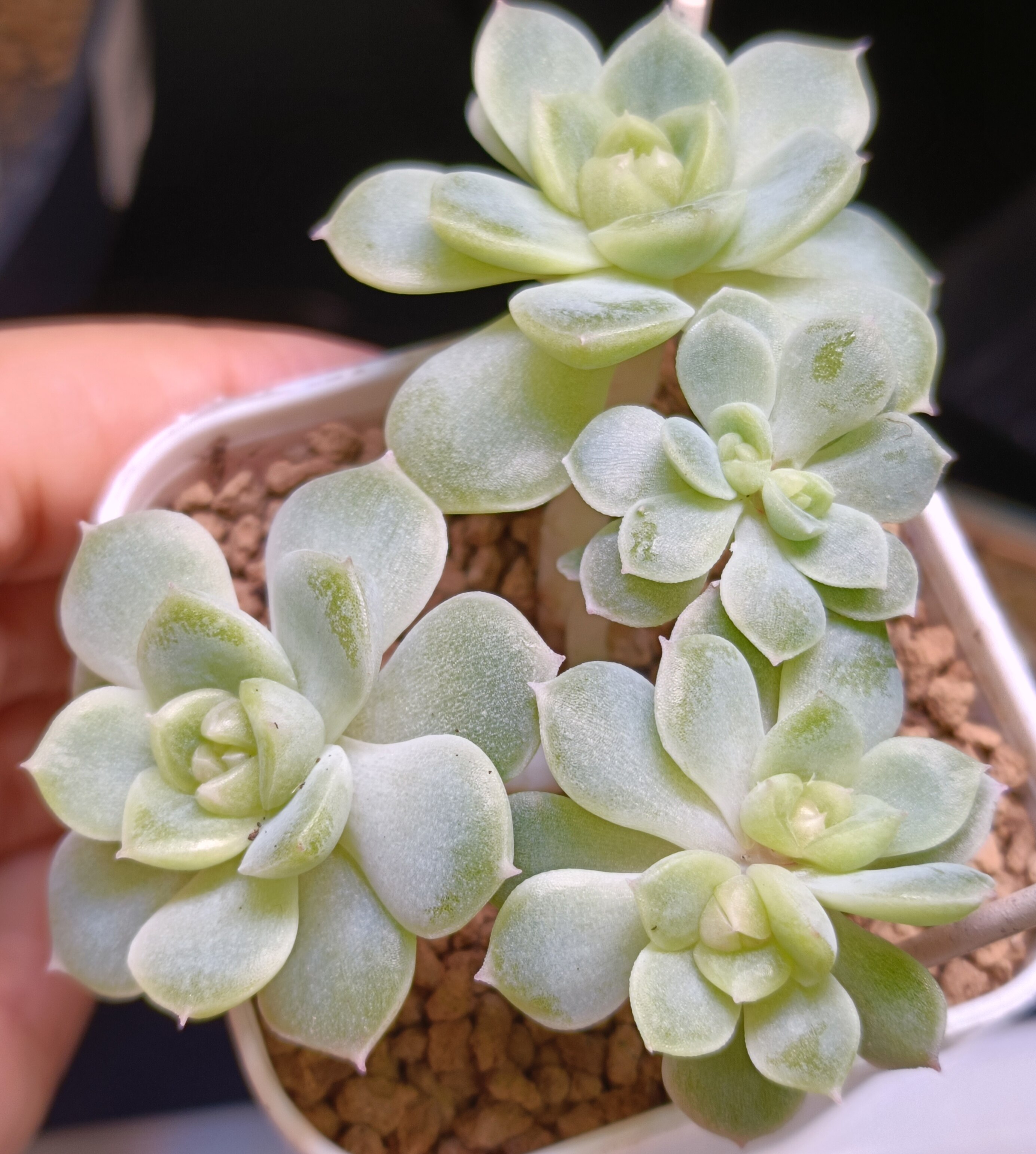【直播】  碧琉璃六头自然无砍多肉植物