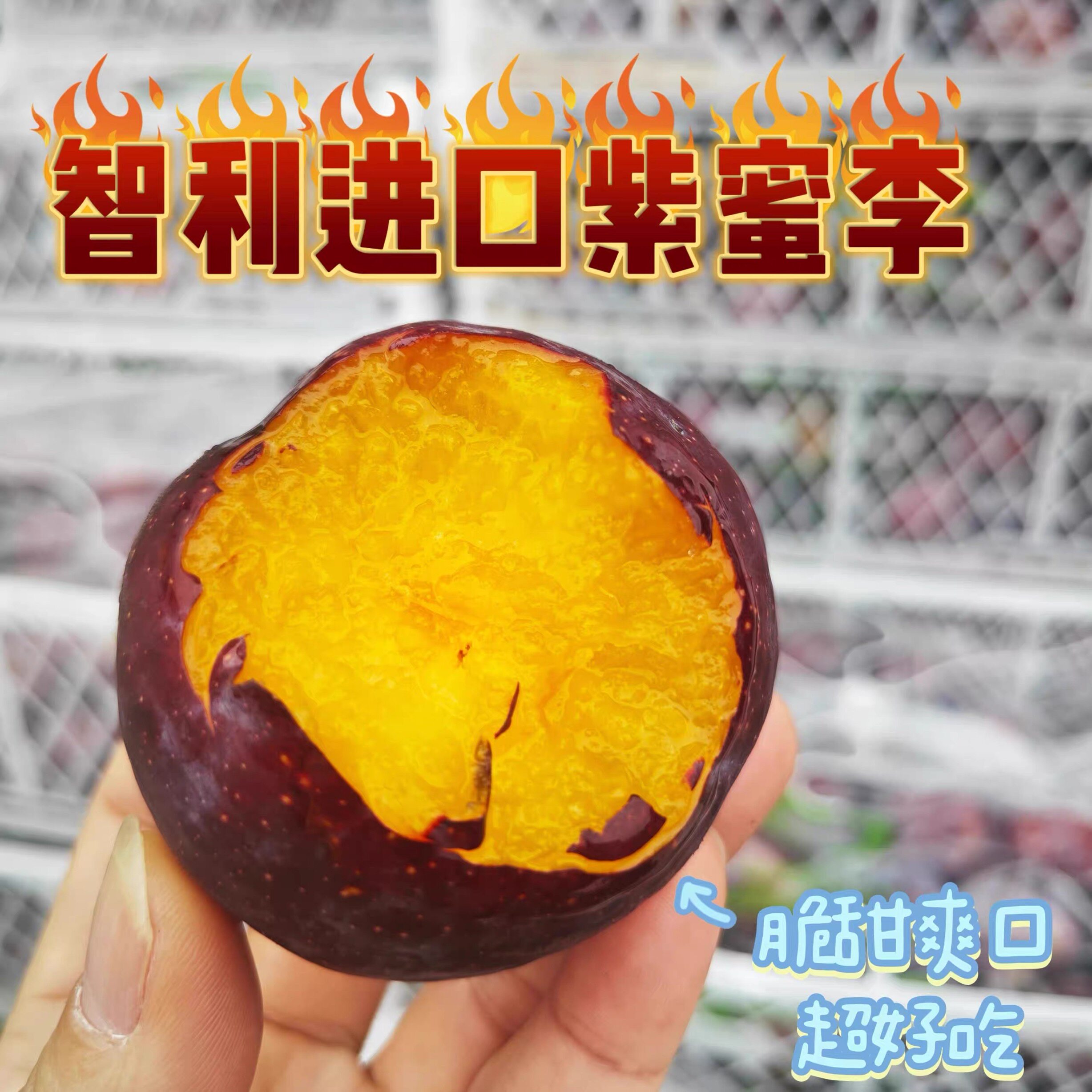智利品种紫蜜李恐龙蛋超