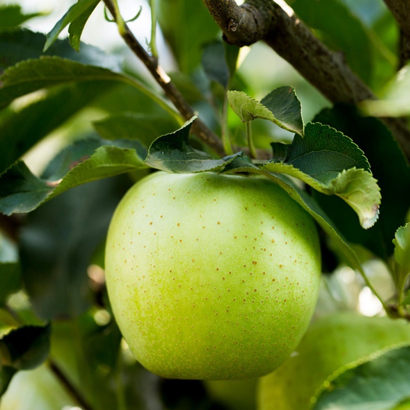 新疆青森王林青苹果新鲜当季水果脆甜青苹果非冰糖心苹果