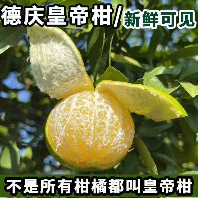 德庆皇帝柑正宗广东贡柑冬季新鲜水果现摘直发孕妇水果蜜橙柑橘