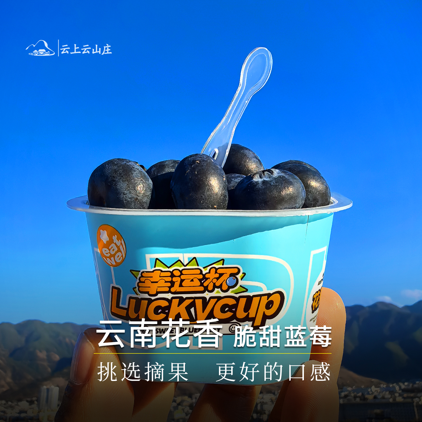 当季云南高山花香蓝莓鲜果脆甜新鲜纯甜特大果小杯装礼盒luckycup