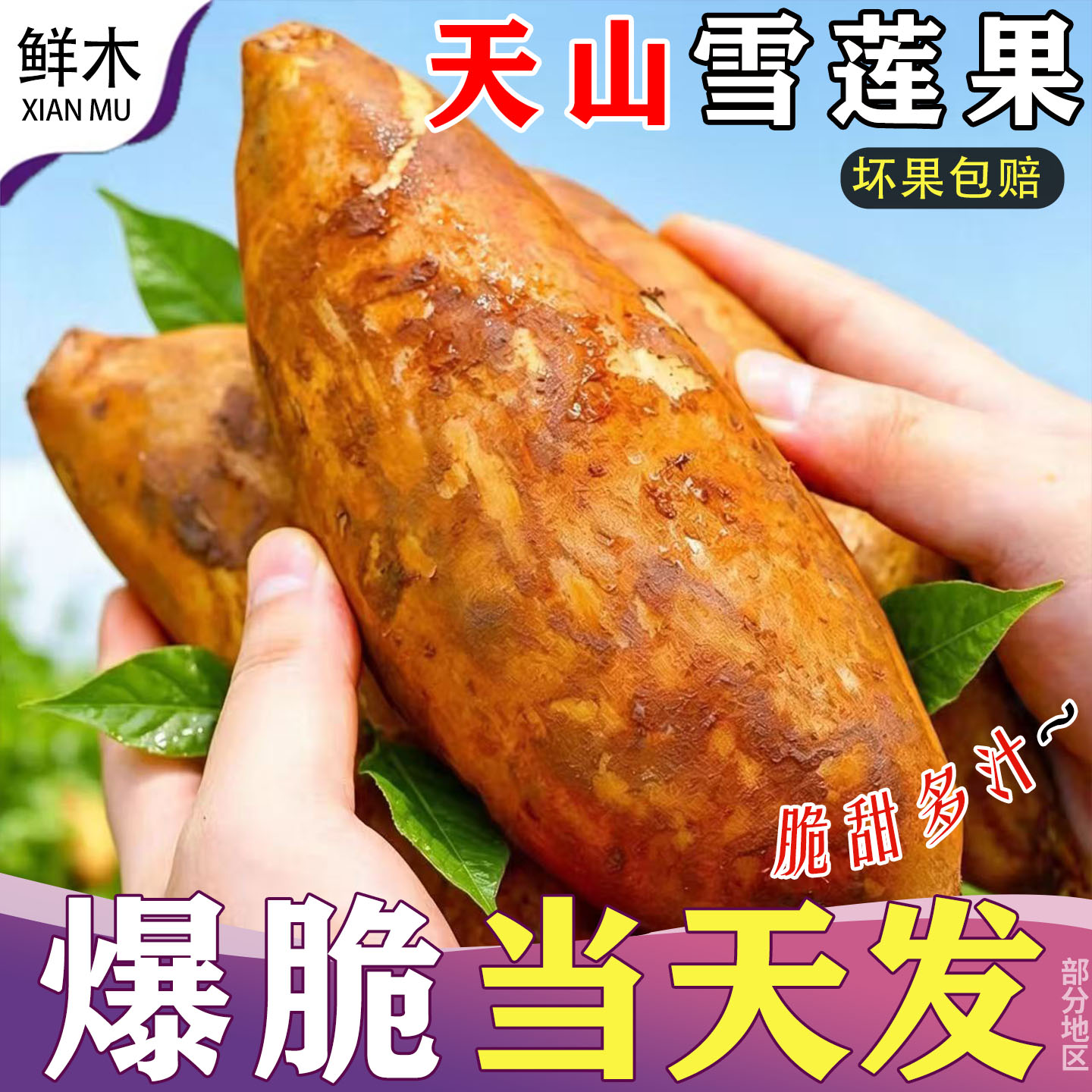 云南天山雪莲果红心当季