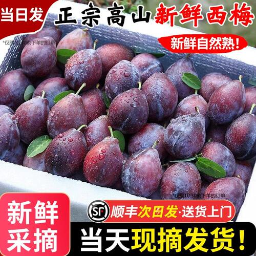 现货西梅新鲜正宗蓝蜜法