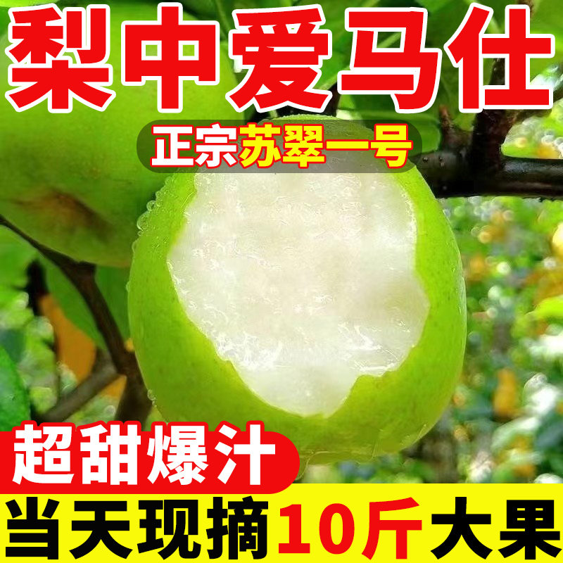 正宗大沙河苏翠一号梨砀山新鲜水果梨子现摘酥脆翠冠皇冠青梨蜜梨
