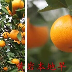 黄岩蜜桔本地早桔子自家果包邮非涌泉 2025年接近尾声 爱吃的速度