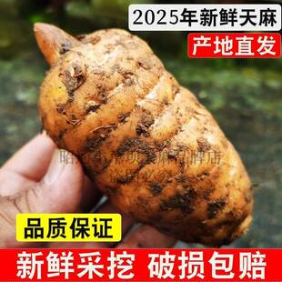 正宗云南昭通小草坝仿野生乌天麻礼盒现挖现发治头痛特级新鲜天麻