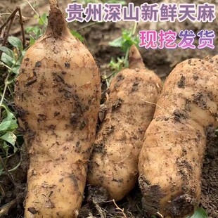 贵州山里生长土特产新鲜生乌天麻现挖现发挑选带泥大天麻500g包邮