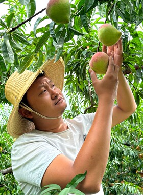 现摘 小杨家云南蒙自鹰嘴桃新鲜水果开远歪嘴蜜脆毛桃特大果顺丰