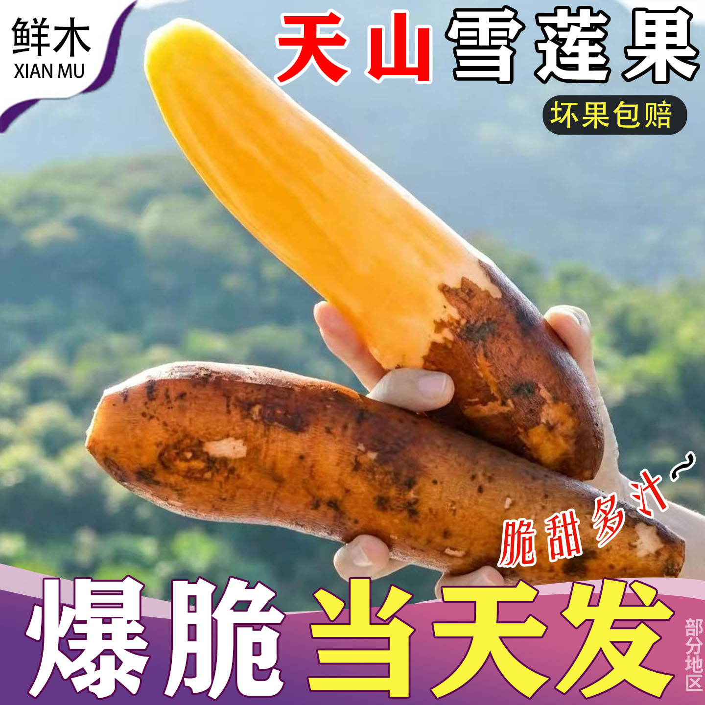 云南天山雪莲果新鲜红黄