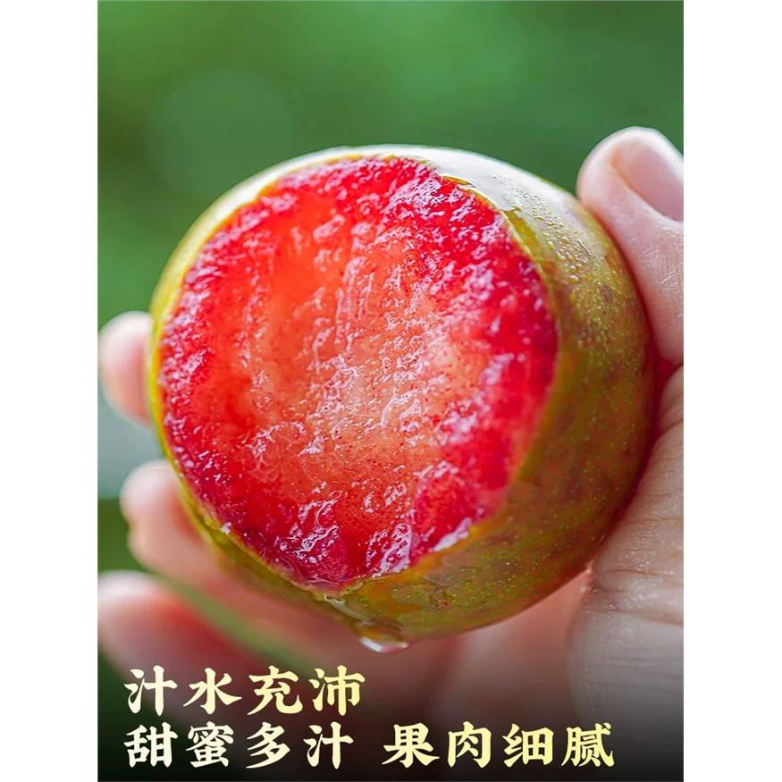 顺丰新疆恐龙蛋李子味帝