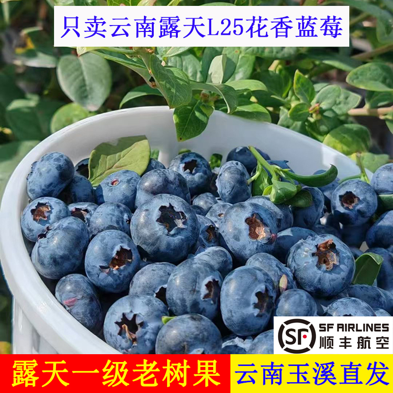 【顺丰空运】云南澄江抚仙湖高山露天L25花香蓝莓新鲜当季时水果