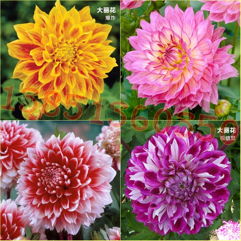 庭院大丽花种球荷兰进口