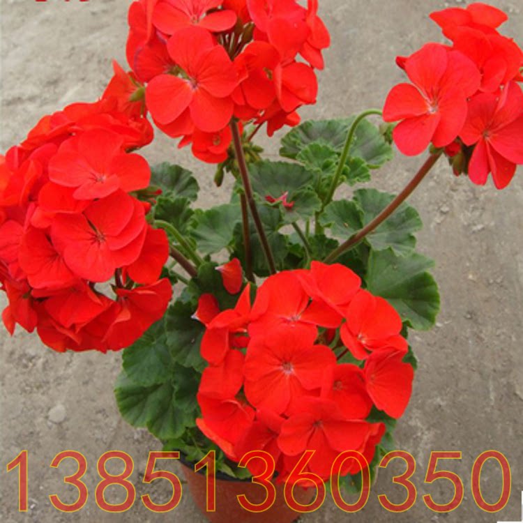 盆栽花卉 天竺葵花苗盆栽  多色天竺葵苗 大花天竺葵花苗 包邮