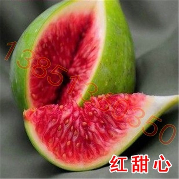 成活率高庭院盆栽无花果树苗