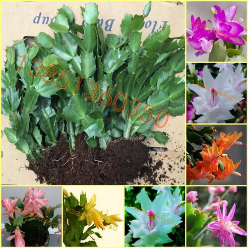 盆栽带根蟹爪兰花苗包邮