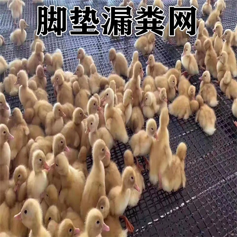加厚塑料养殖小孔拦鸟鸡鸭鹅漏粪2厘米围菜园鱼S塘防护黑色胶网格