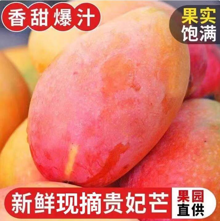 贵妃芒新鲜水果需催熟广西芒果发货当季薄核厚肉香甜红金龙新鲜