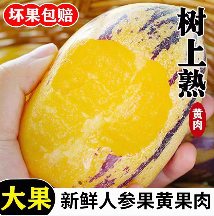 甘肃人参果树熟现摘多规格
