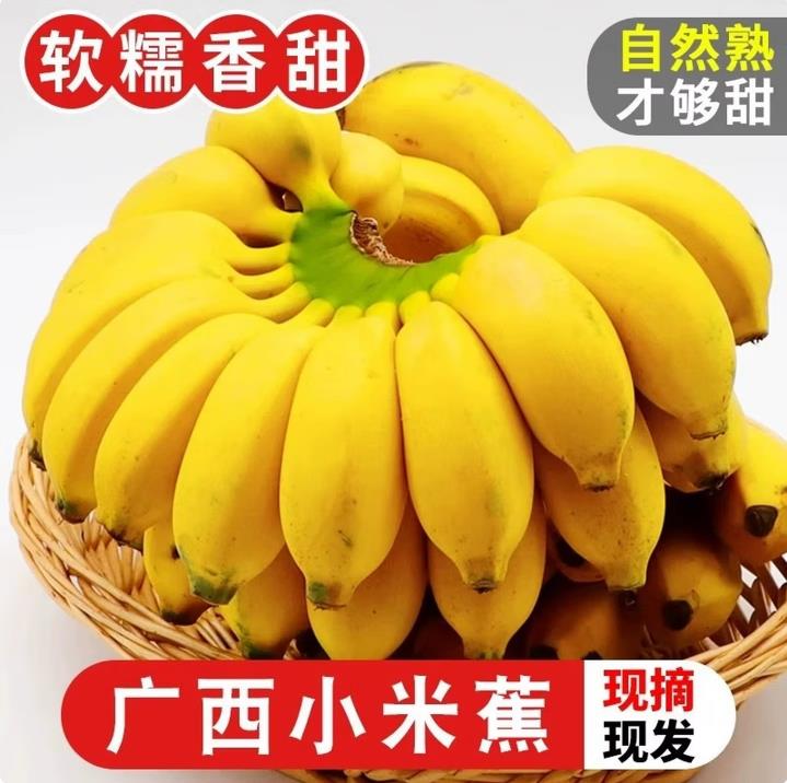 广西小米蕉现摘现发小米香蕉青蕉新鲜软糯香甜小香蕉自然熟