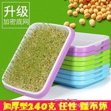 豆芽发芽芽苗菜育苗盘小麦草种子盘1