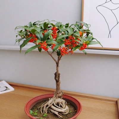 金桂花树盆景丹桂盆栽树苗