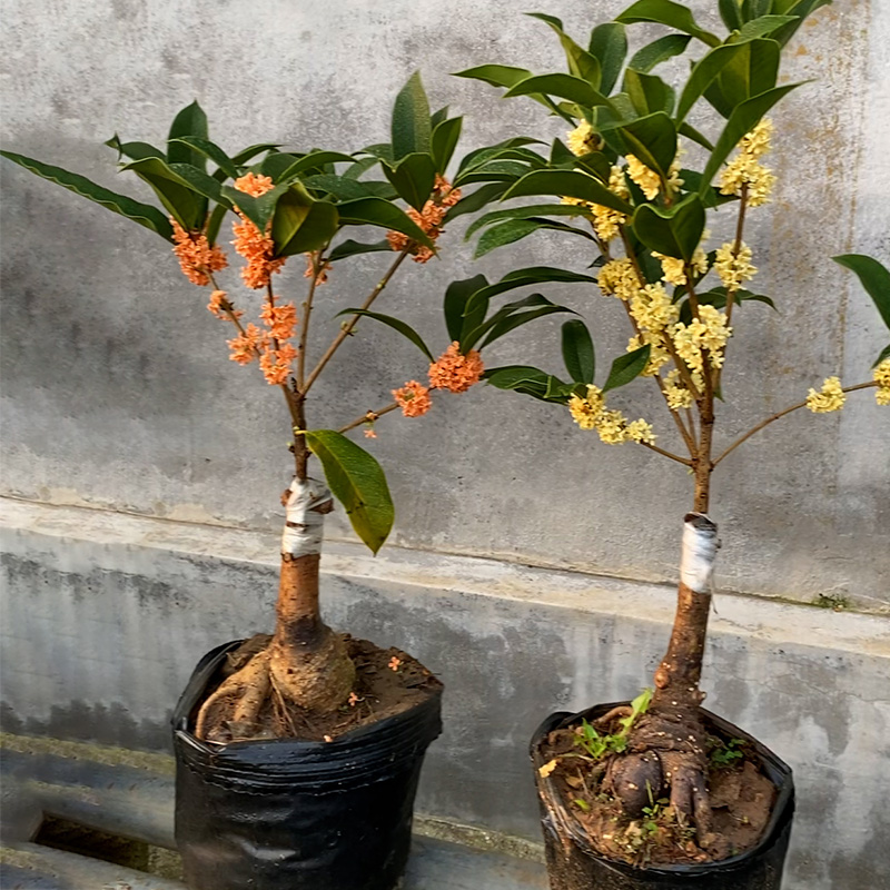 桂花树苗嫁接老桩四季桂八月桂一物一拍盆栽地栽绿植花卉浓香阳台