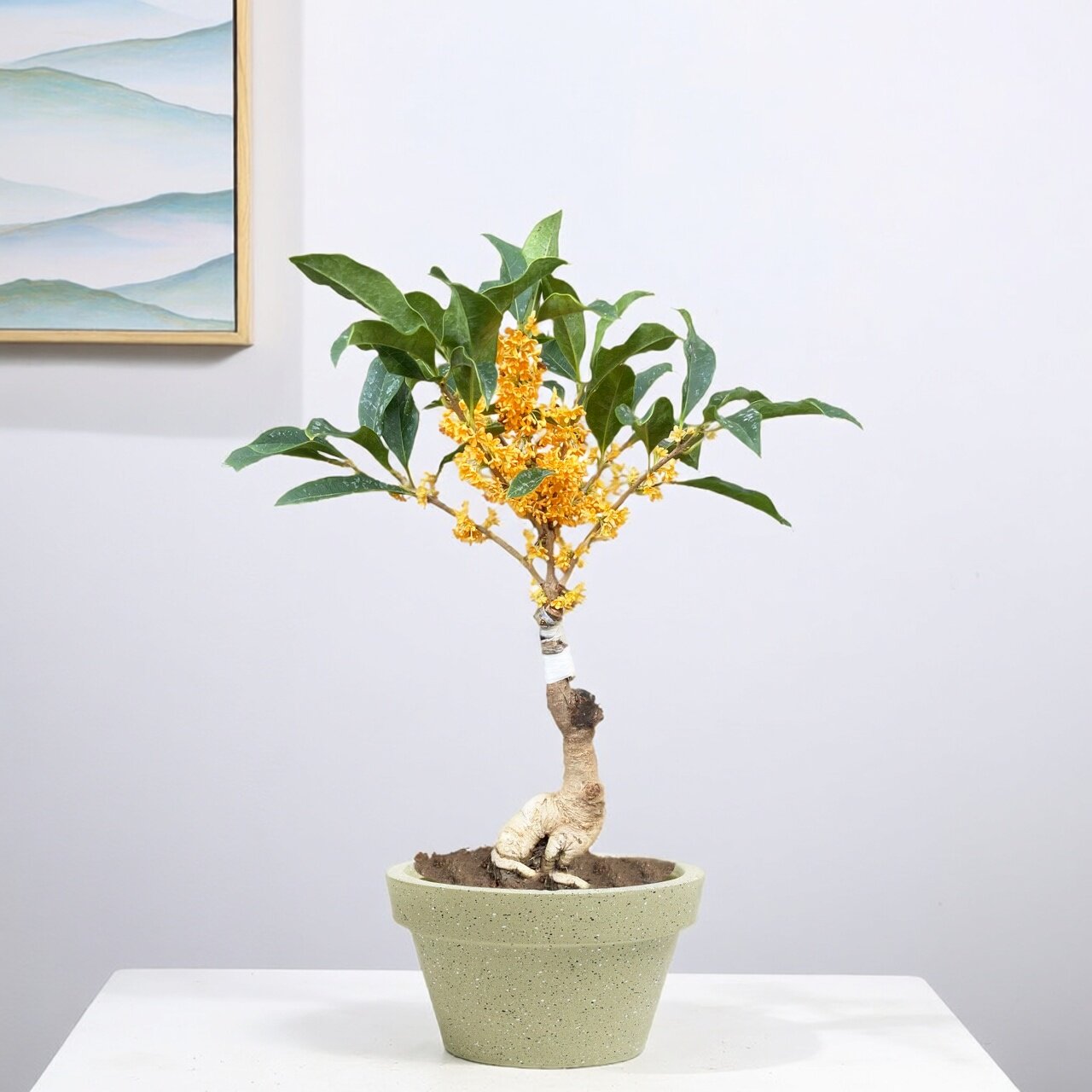 耐寒桂花大树苗花草盆景四季金桂花盆栽嫁接盆景办公桌天香台阁
