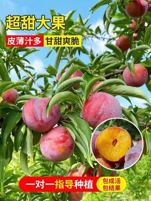 李子树苗南北方种植果树苗